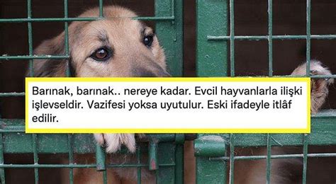 E­v­c­i­l­ ­H­a­y­v­a­n­l­a­r­ı­n­ ­İ­t­l­a­f­ ­E­d­i­l­e­b­i­l­e­c­e­ğ­i­n­i­ ­S­ö­y­l­e­y­e­n­ ­İ­H­H­ ­K­o­n­y­a­ ­İ­l­ ­B­a­ş­k­a­n­ı­n­ı­n­ ­­M­e­r­h­a­m­e­t­s­i­z­l­i­ğ­i­­ ­T­e­p­k­i­ ­Ç­e­k­t­i­